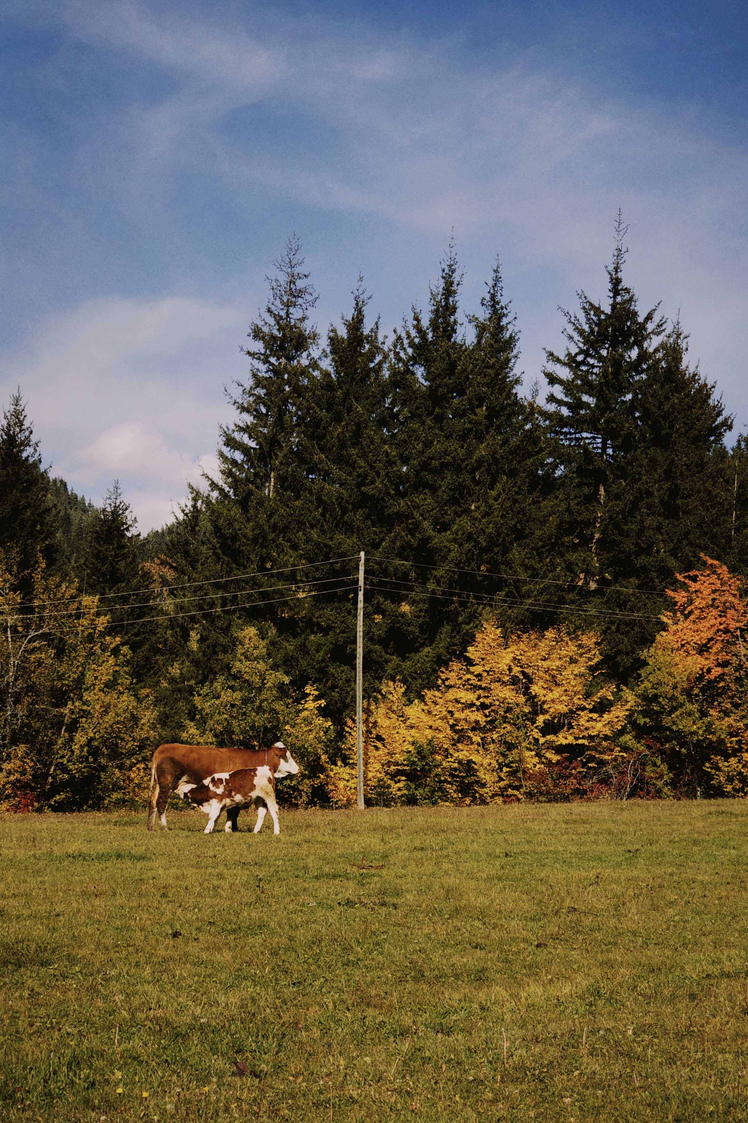Artvin, TR